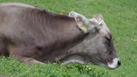 Close-up-of-a-cow-lying-in-the-grass-and-taking-a-break-from-grazing-in-Toblach---Dobbiaco,-South-Tyrol,-Italy