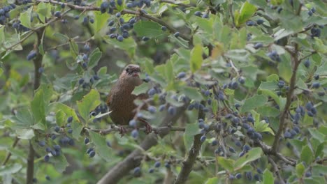 Der-Gestreifte-Häherling-Ist-Eine-Vogelart-Aus-Der-Familie-Der-Leiothrichidae