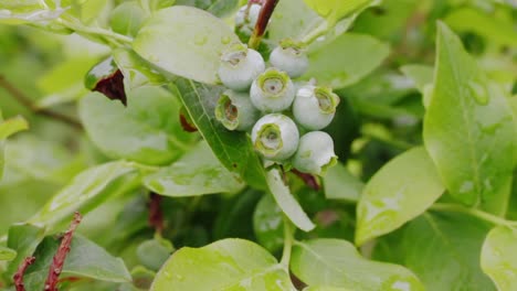 blueberry-bush-with-tasty-blueberries-no-people-stuck-video-stock-footage