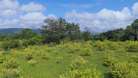 Aerial-drone-view-of-the-lemon-farm-in-Yamasá,-Dominican-Republic:-stunning-mountains,-clear-sky,-and-gentle-clouds-on-a-sunny-day,-showcasing-the-beauty-of-the-tropical-landscape