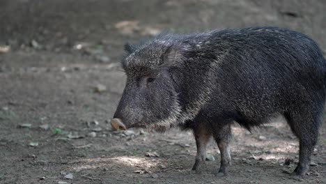 Slow-motion-footage-of-a-wild-boar-exploring-its-environment