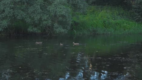 Aufnahmen-Von-Einigen-Enten,-Die-Im-Sommer-In-Estland,-Europa,-In-Zeitlupe-Und-4K-Auf-Einem-Fluss-Schwimmen