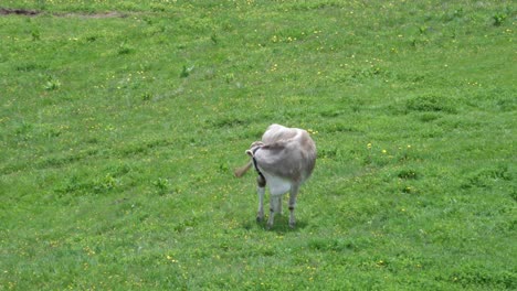 A-lonely-cow-on-a-pasture-in-summer-in-Toblach---Dobbiaco,-South-Tyrol,-Italy