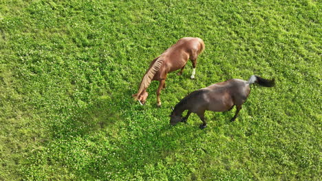 Vista-Aérea-De-Dos-Caballos-Pastando-En-Un-Exuberante-Campo-Verde,-Visto-Desde-Arriba