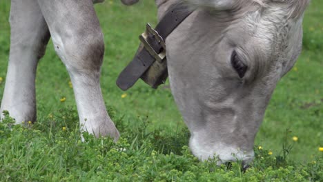 Handheld-close-up-of-a-grazing-cow-in-Toblach---Dobbiaco,-South-Tyrol,-Italy