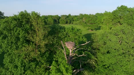 Oben-Ansicht-Eines-Weißstorchs,-Der-Auf-Einem-Nest-Auf-Einem-Kahlen-Baum-Thront