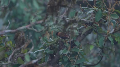 Pájaros-En-El-árbol-De-La-Selva