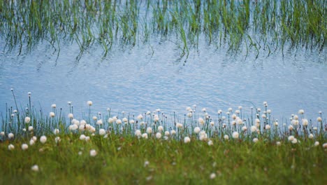 Fluffy-cotton-grass-on-the-water's-edge.-Slow-motion