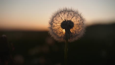 Löwenzahn-Wünsche-Bei-Sonnenuntergang.-Fokusübertragung