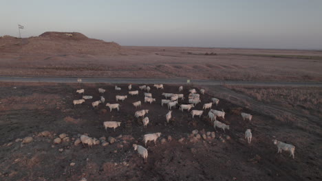 Vacas-De-Raza-Nelore-De-Color-Blanco-Sobre-Un-Suelo-De-Basalto-Oscuro-En-Los-Altos-Del-Golán,-Israel.-Al-Fondo-Hay-Un-Volcán-Antiguo-Y-Pequeño-Pero-Inactivo.