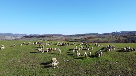 Vuelo-Aéreo-Sobre-Un-Rebaño-De-Ovejas-En-Las-Colinas-Del-Paisaje-De-La-Toscana,-Italia