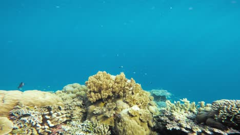 A-static-underwater-shot-showcasing-the-vibrant-coral-reef-teeming-with-life-in-Sipadan-Island,-Malaysia