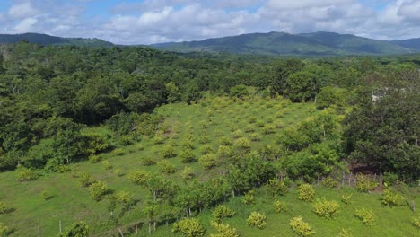 Drone-flyover-of-a-lemon-farm-in-Yamasá,-Dominican-Republic,-on-a-sunny-day:-panoramic-views-of-beautiful-mountains,-blue-sky-with-clouds,-and-stunning-landscapes