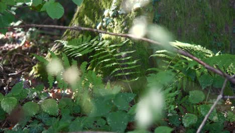 Sonne-Nebel-Durchdringt-Den-Wald-Und-Glänzende-Grüne-Farne,-Natur-Pflanze-Wald