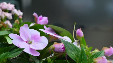 Impatiens.Lizzies-En-Canary-Wharf,-Londres,-Reino-Unido