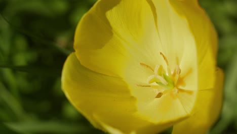 Eine-Goldene-Tulpe-Blüht-In-Der-Sonne