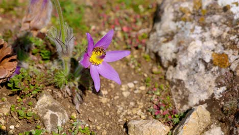 Pasqueflower-Con-Una-Abeja-En-Verano---Toma-De-ángulo-Alto