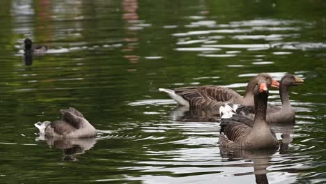 Goose-within-St-James's-Park-Lake,-London,-United-Kingdom