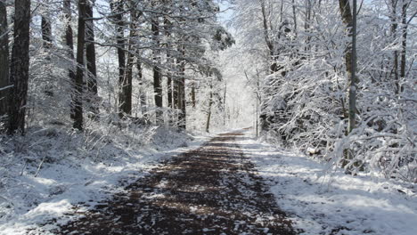 Schneebedeckter-Waldweg-An-Einem-Hellen-Wintertag-Mit-Sonnenlicht,-Das-Durch-Die-Bäume-Fällt