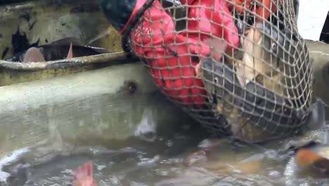 Fisherman-sorting-fish-with-net-that's-just-been-caught-in-the-sea-with-people-stock-footage-stock-video