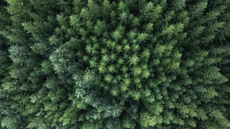 Tomada-Desde-Un-Dron-Sobre-Las-Copas-De-Los-árboles-Coníferos-Verdes-Sobre-El-Bosque.