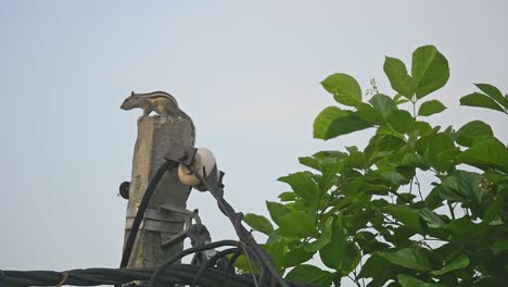 Streifenhörnchen-Schreien,-Um-Zu-Beten-Vogel,-Streifenhörnchen-Einander