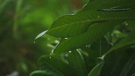 close-up-of-rainfall-in-on-big-leaves-forming-water-droplets,-raining-shower-in-the-forest