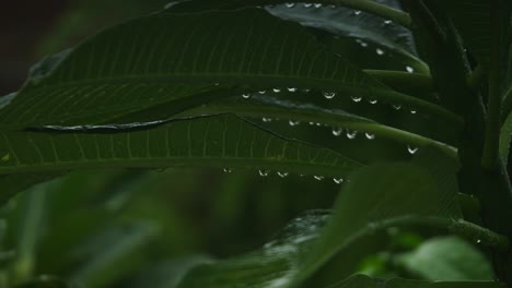 Wassertropfen-Kleben-An-Den-Großen-Blättern-Eines-Baumes-Im-Dichten-Wald