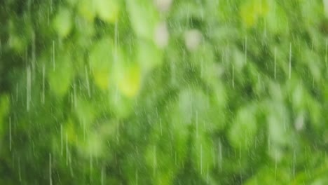 Primer-Plano-De-Fuertes-Lluvias-En-La-Selva