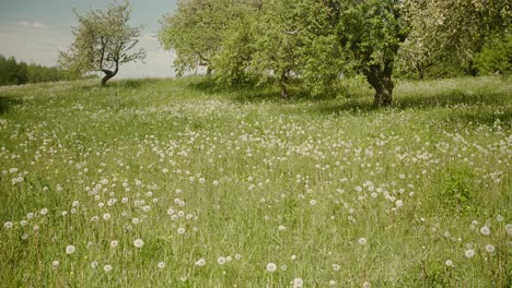 A-field-of-dandelions-in-full-bloom,-their-white-seeds-ready-to-scatter-on-the-summer-breeze