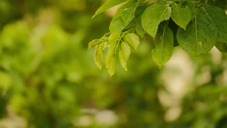 Closeup-of-big-tree-after-the-rain,-raindrops-on-leaves