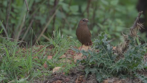 Der-Gestreifte-Häherling-Ist-Eine-Vogelart-Aus-Der-Familie-Der-Leiothrichidae