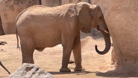 Vista-De-Cerca-De-Una-Madre-Elefante-Blanca-Con-Su-Cría-En-Una-Zona-Arenosa-En-La-Orilla-De-Un-Río.