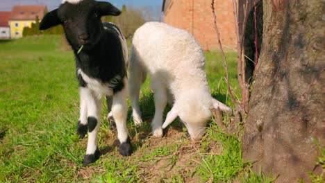 Close-Up-Of-Sheep-Grazing-In-The-Pasture