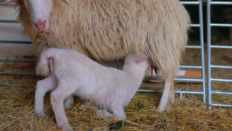 Neugeborenes-Lämmchen-Säugt-Milch-Von-Mutterschaf-Im-Lämmerstall