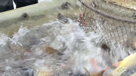 Fisherman-sorting-fish-with-net-that's-just-been-caught-in-the-sea-with-people-stock-footage-stock-video