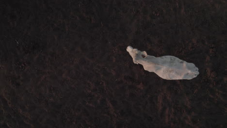 Vista-Desde-Arriba-De-Una-Vaca-Nelore-Blanca-Sobre-Un-Suelo-De-Basalto-Oscuro-En-Los-Altos-Del-Golán,-Israel:-ángulo-Especial-Con-El-Fondo-Del-Suelo