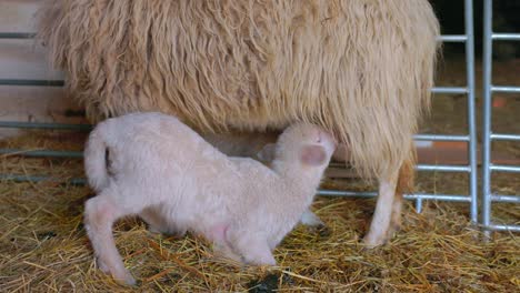 Lamm-Trinkt-Milch-Von-Seiner-Mutter-Schaf---Nahaufnahme