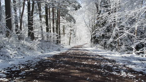 Camino-De-Tierra-En-Un-Bosque-Nevado-De-Invierno