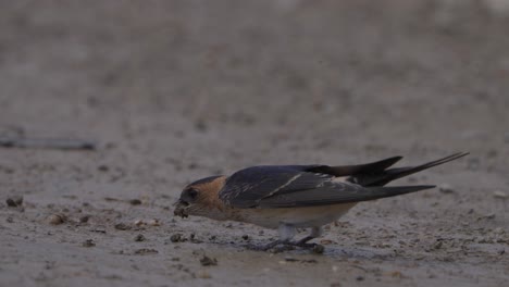 Rötelschwalbe-Vögel-In-Nepal