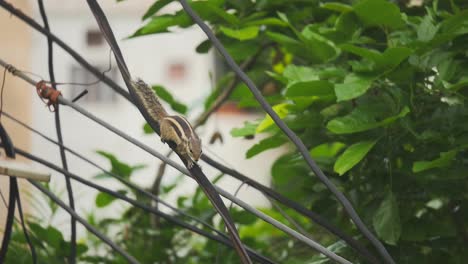 Chipmunk-walking-or-running-on-electric-wire