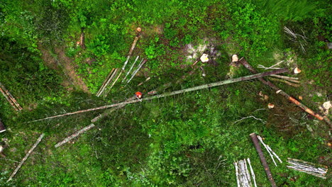 Hohe-Bäume-Im-Wald-Werden-Für-Bau--Und-Entwicklungszwecke-Gefällt