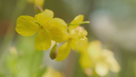 Schöllkraut-Blüht-Im-Sanften-Sonnenlicht.-Nahaufnahme