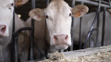 Brown-Swiss-cows-eating-hay-straws-with-tongue-at-stable-farm-in-France,-Handheld-close-up-shot