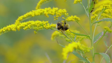 Abejorro-Peludo-Polinizando-Y-Recolecta-Néctar-De-La-Flor-Amarilla-De-La-Planta