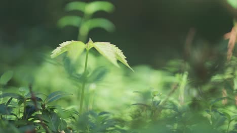 Tiny-maple-tree-sapling-grows-in-the-sunlit-forest-opening-surrounded-by-lush-green-vegetation-while-insects-flock-in-the-air