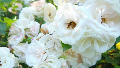 Hoverfly-pollinating-a-cluster-of-white-roses-in-a-sunny-garden