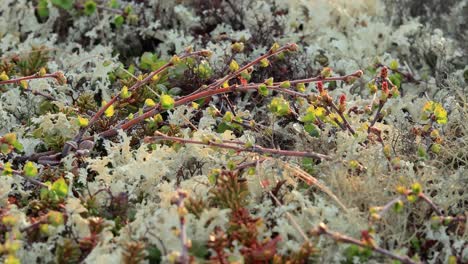 Arctic-Tundra-lichen-moss-close-up.-Found-primarily-in-areas-of-Arctic-Tundra,-alpine-tundra,-it-is-extremely-cold-hardy.-Cladonia-rangiferina,-also-known-as-reindeer-cup-lichen.