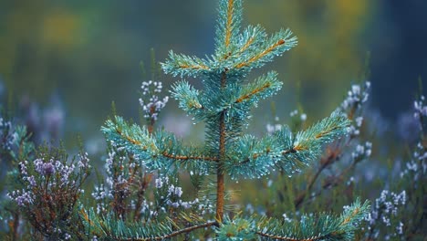 A-close-up-of-the-young-pine-tree-on-a-rainy-day