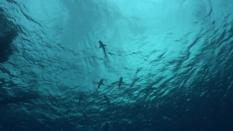 Silueta-De-Tiburones-De-Arrecife-De-Punta-Negra-Filmada-Desde-Abajo-Del-Océano